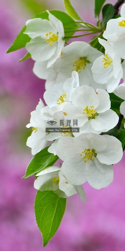 【12683】植物壁纸  2K 高清壁纸2560_1600@青蛙壁纸-笨猫小站