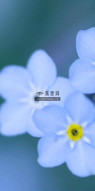 【12684】植物壁纸  2K 高清壁纸2560_1600@青蛙壁纸-笨猫小站