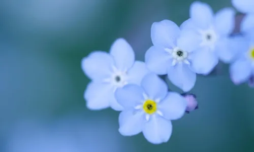 【12684】植物壁纸  2K 高清壁纸2560_1600@青蛙壁纸-笨猫小站
