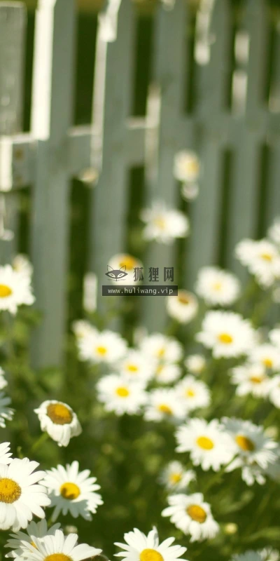 【12686】植物壁纸  2K 高清壁纸2560_1600@青蛙壁纸-笨猫小站
