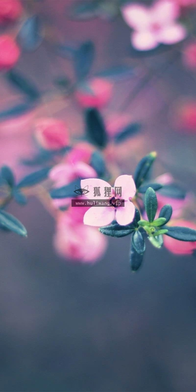 【12688】植物壁纸  2K 高清壁纸2560_1600@青蛙壁纸-笨猫小站