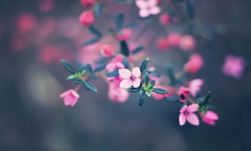 【12688】植物壁纸  2K 高清壁纸2560_1600@青蛙壁纸-笨猫小站