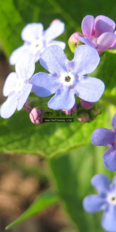 【12689】植物壁纸  2K 高清壁纸2560_1600@青蛙壁纸-笨猫小站