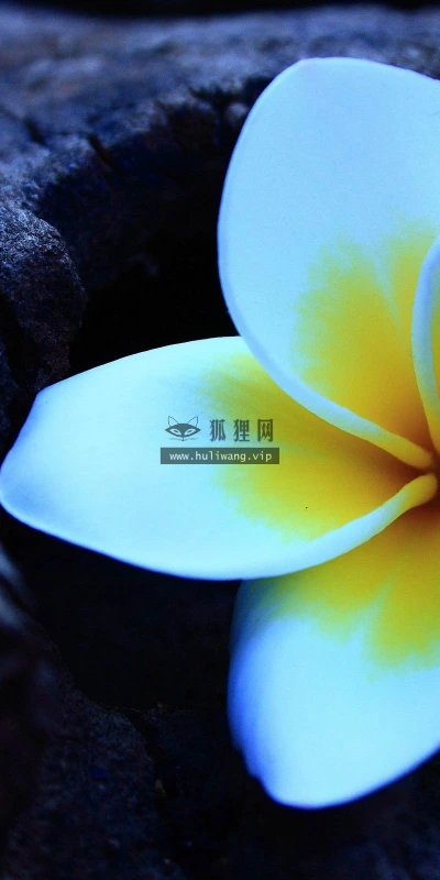 【12690】植物壁纸  2K 高清壁纸2560_1600@青蛙壁纸-笨猫小站