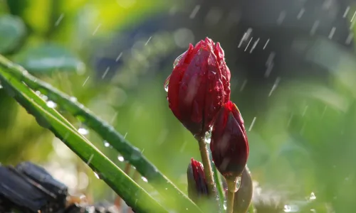 【12692】植物壁纸  2K 高清壁纸2560_1600@青蛙壁纸-笨猫小站