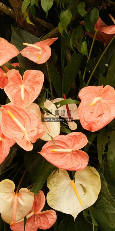 【12693】植物壁纸  2K 高清壁纸2560_1600@青蛙壁纸-笨猫小站