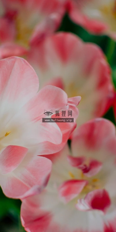 【12694】植物壁纸  2K 高清壁纸2560_1600@青蛙壁纸-笨猫小站
