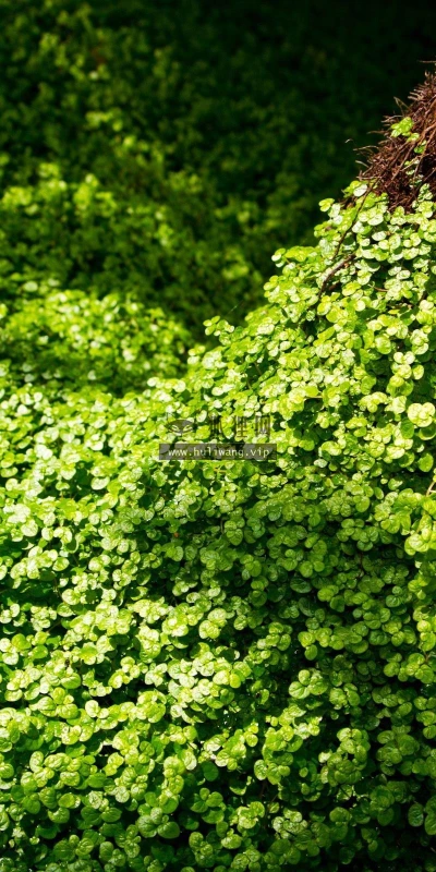 【12695】植物壁纸  2K 高清壁纸2560_1600@青蛙壁纸-笨猫小站
