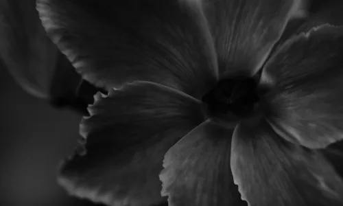 【12697】植物壁纸  2K 高清壁纸2560_1600@青蛙壁纸-笨猫小站