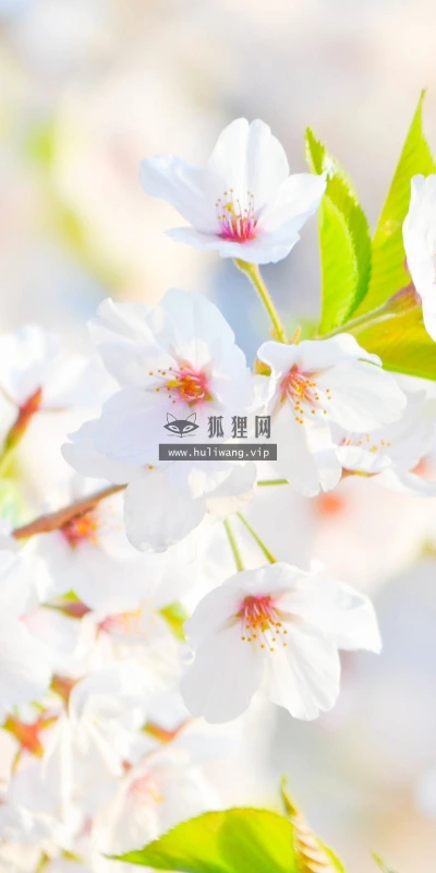 【12698】植物壁纸  2K 高清壁纸2560_1600@青蛙壁纸-笨猫小站