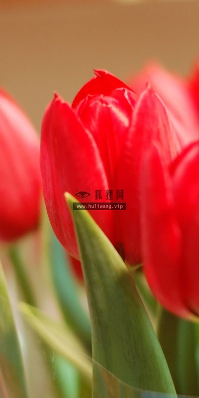 【12699】植物壁纸  2K 高清壁纸2560_1600@青蛙壁纸-笨猫小站