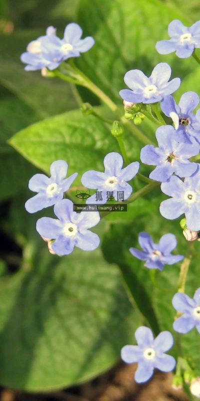 【12704】植物壁纸  2K 高清壁纸2560_1600@青蛙壁纸-笨猫小站