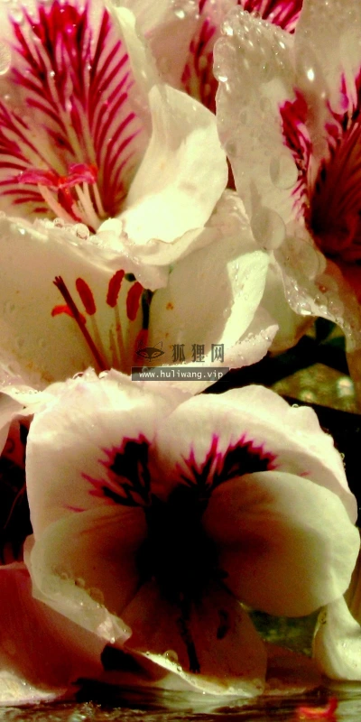 【12706】植物壁纸  2K 高清壁纸2560_1600@青蛙壁纸-笨猫小站