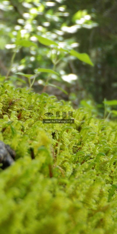 【12707】植物壁纸  2K 高清壁纸2560_1600@青蛙壁纸-笨猫小站
