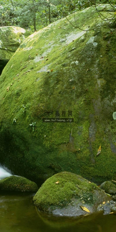【12708】植物壁纸  2K 高清壁纸2560_1600@青蛙壁纸-笨猫小站