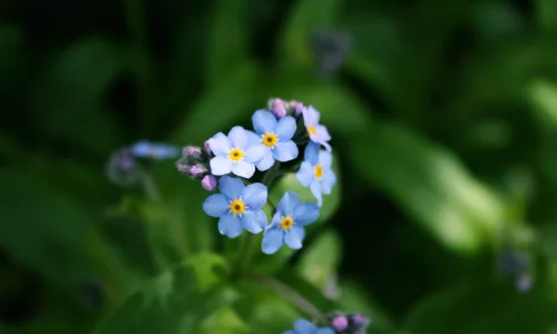 【12710】植物壁纸  2K 高清壁纸2560_1600@青蛙壁纸-笨猫小站