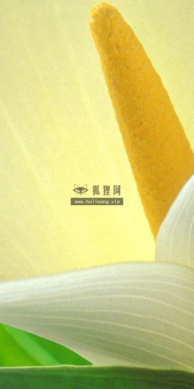 【12712】植物壁纸  2K 高清壁纸2560_1600@青蛙壁纸-笨猫小站
