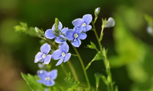 【12713】植物壁纸  2K 高清壁纸2560_1600@青蛙壁纸-笨猫小站
