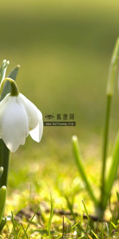 【12714】植物壁纸  2K 高清壁纸2560_1600@青蛙壁纸-笨猫小站