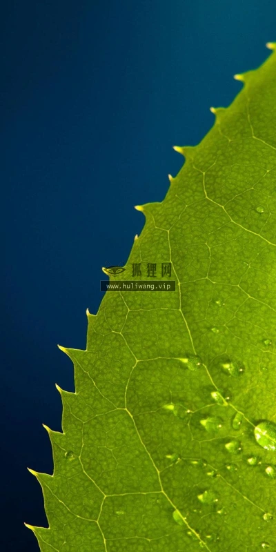 【12715】植物壁纸  2K 高清壁纸2560_1600@青蛙壁纸-笨猫小站