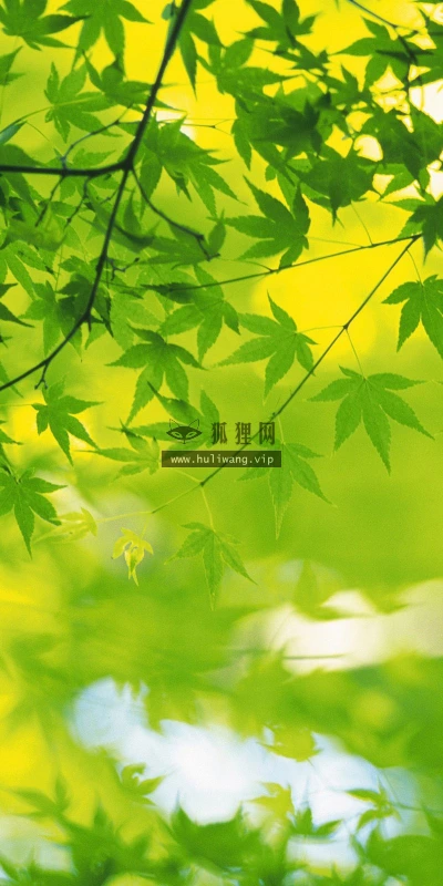 【12716】植物壁纸  2K 高清壁纸2560_1600@青蛙壁纸-笨猫小站
