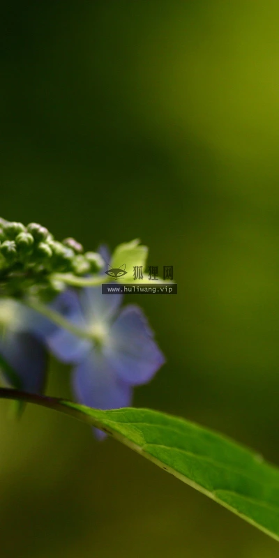 【12717】植物壁纸  2K 高清壁纸2560_1600@青蛙壁纸-笨猫小站