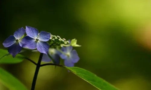 【12717】植物壁纸  2K 高清壁纸2560_1600@青蛙壁纸-笨猫小站