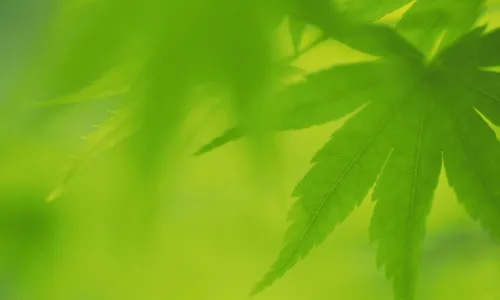 【12719】植物壁纸  2K 高清壁纸2560_1600@青蛙壁纸-笨猫小站
