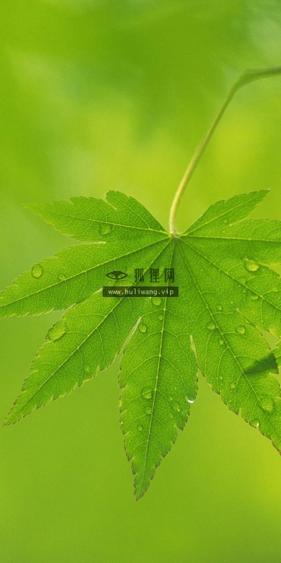 【12720】植物壁纸  2K 高清壁纸2560_1600@青蛙壁纸-笨猫小站