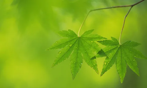 【12720】植物壁纸  2K 高清壁纸2560_1600@青蛙壁纸-笨猫小站