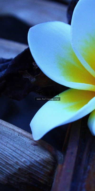 【12721】植物壁纸  2K 高清壁纸2560_1600@青蛙壁纸-笨猫小站