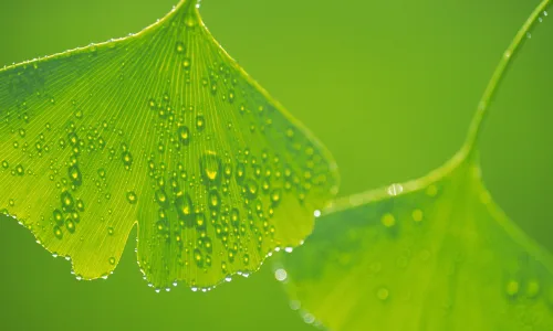 【12722】植物壁纸  2K 高清壁纸2560_1600@青蛙壁纸-笨猫小站