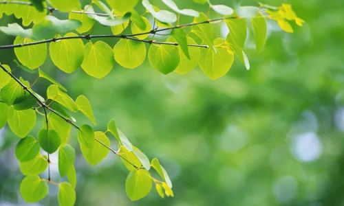 【12723】植物壁纸  2K 高清壁纸2560_1600@青蛙壁纸-笨猫小站