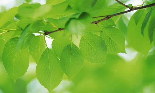 【12724】植物壁纸  2K 高清壁纸2560_1600@青蛙壁纸-笨猫小站