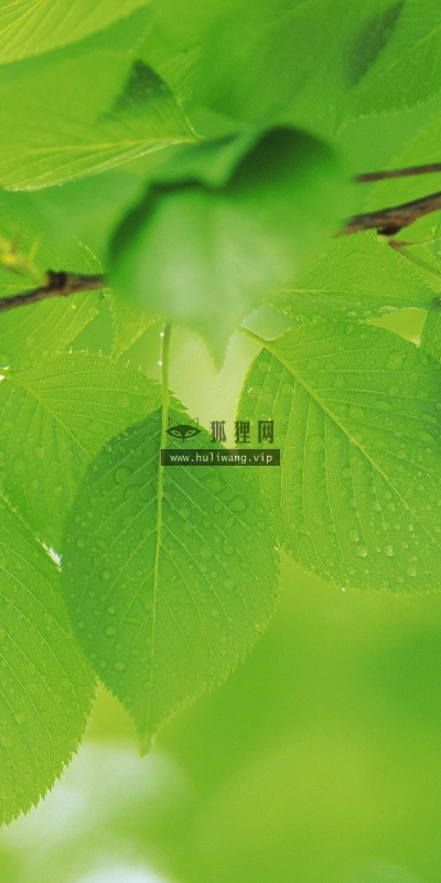 【12725】植物壁纸  2K 高清壁纸2560_1600@青蛙壁纸-笨猫小站