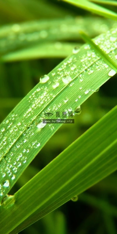 【12726】植物壁纸  2K 高清壁纸2560_1600@青蛙壁纸-笨猫小站