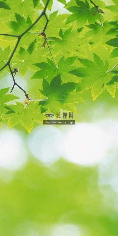 【12729】植物壁纸  2K 高清壁纸2560_1600@青蛙壁纸-笨猫小站