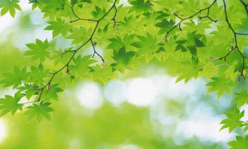 【12729】植物壁纸  2K 高清壁纸2560_1600@青蛙壁纸-笨猫小站