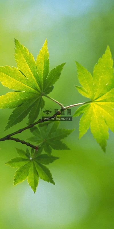 【12730】植物壁纸  2K 高清壁纸2560_1600@青蛙壁纸-笨猫小站