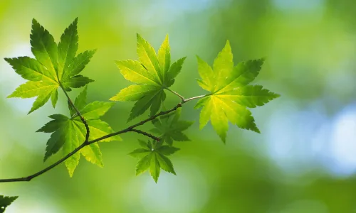 【12730】植物壁纸  2K 高清壁纸2560_1600@青蛙壁纸-笨猫小站