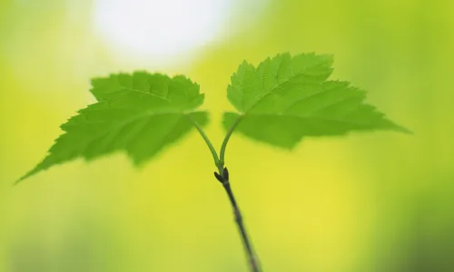【12731】植物壁纸  2K 高清壁纸2560_1600@青蛙壁纸-笨猫小站