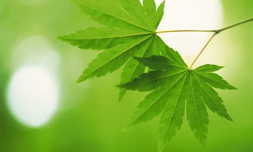 【12732】植物壁纸  2K 高清壁纸2560_1600@青蛙壁纸-笨猫小站
