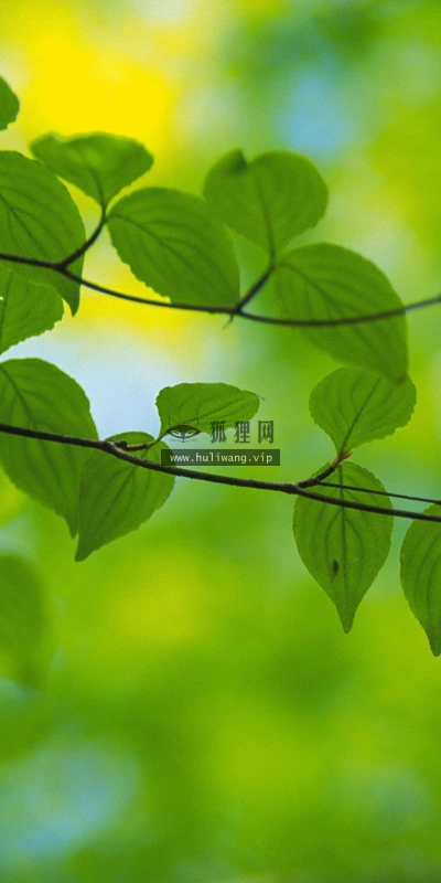 【12734】植物壁纸  2K 高清壁纸2560_1600@青蛙壁纸-笨猫小站