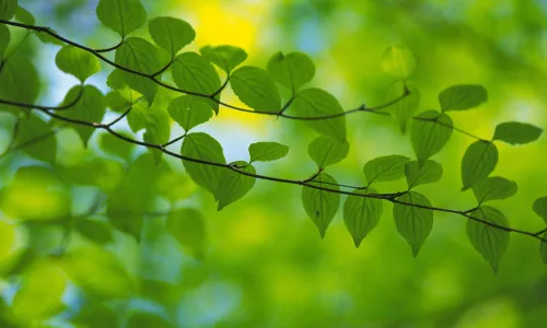 【12734】植物壁纸  2K 高清壁纸2560_1600@青蛙壁纸-笨猫小站