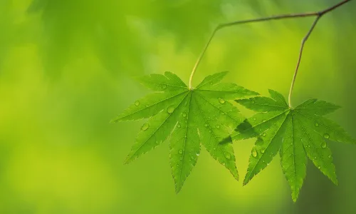 【12735】植物壁纸  2K 高清壁纸2560_1600@青蛙壁纸-笨猫小站