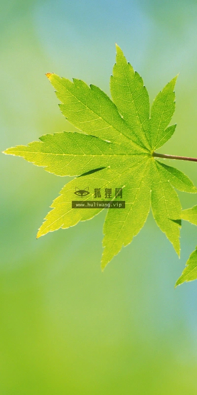【12736】植物壁纸  2K 高清壁纸2560_1600@青蛙壁纸-笨猫小站