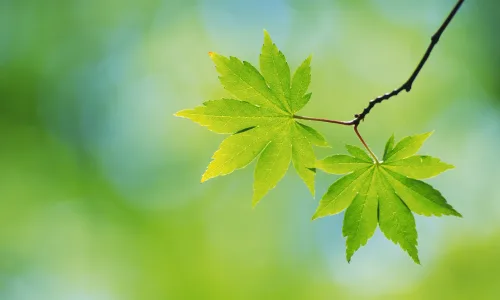 【12736】植物壁纸  2K 高清壁纸2560_1600@青蛙壁纸-笨猫小站