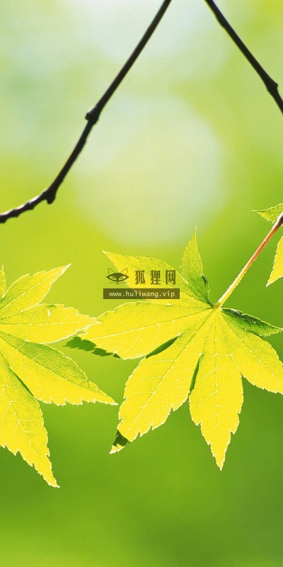 【12737】植物壁纸  2K 高清壁纸2560_1600@青蛙壁纸-笨猫小站