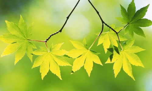 【12737】植物壁纸  2K 高清壁纸2560_1600@青蛙壁纸-笨猫小站