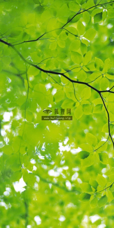 【12738】植物壁纸  2K 高清壁纸2560_1600@青蛙壁纸-笨猫小站